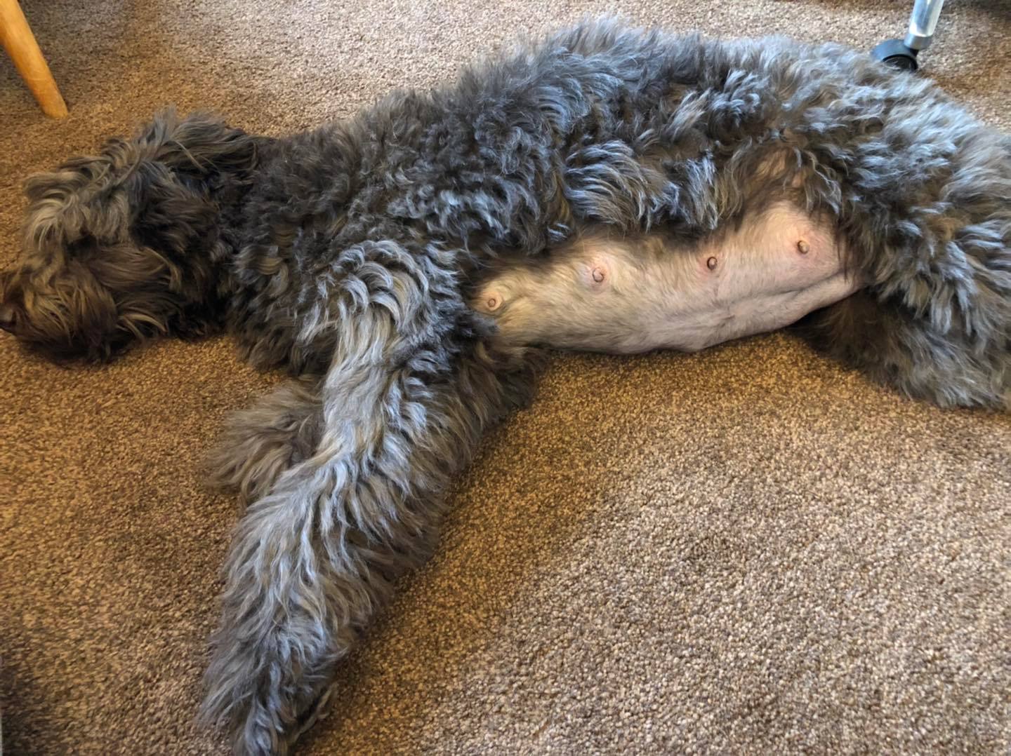Standard Labradoodle Puppies