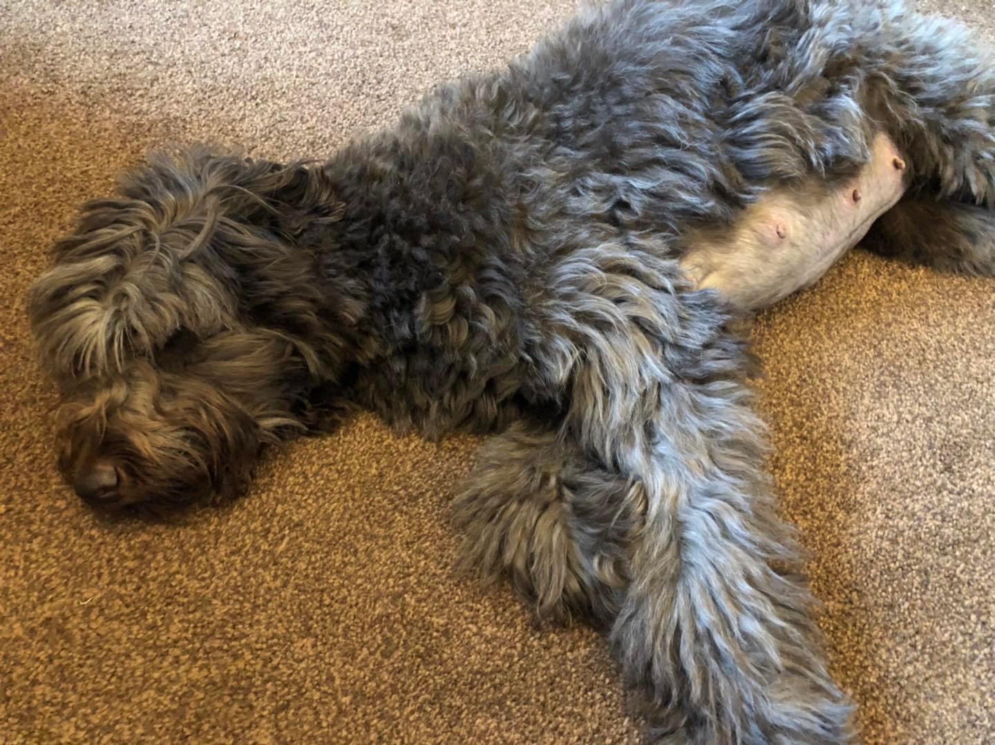 Standard Labradoodle Puppies