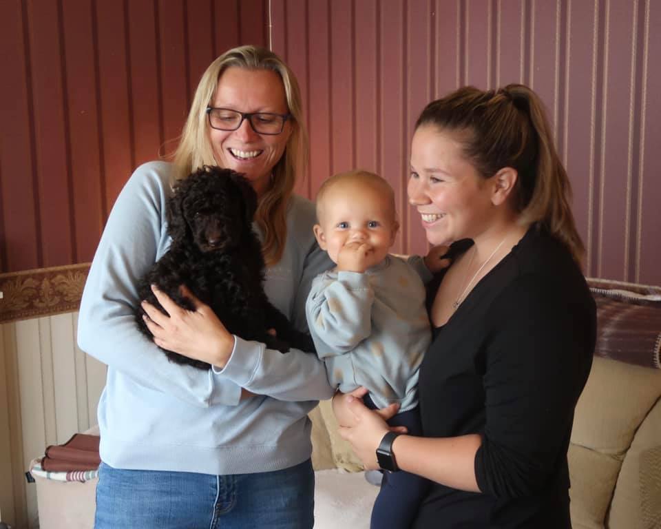 Standard Labradoodle Puppies