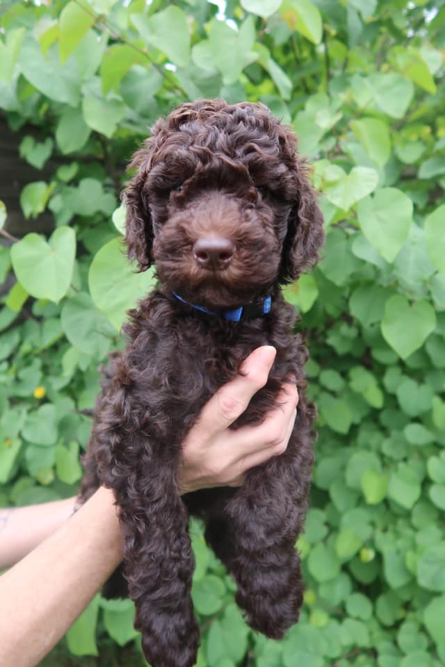 Standard Labradoodle Puppies