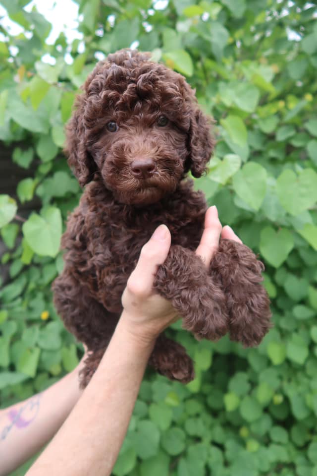 Standard Labradoodle Puppies