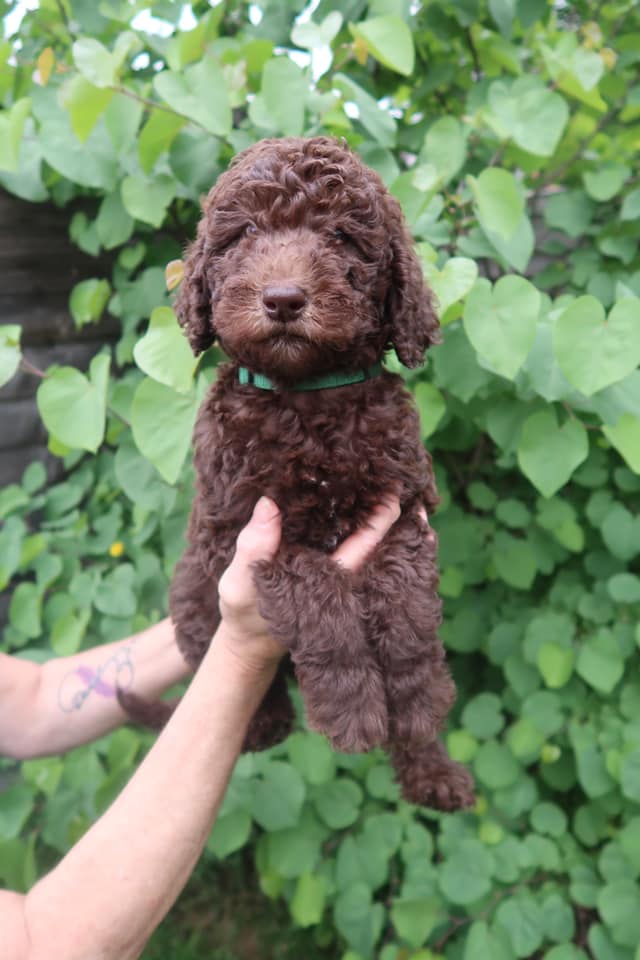 Standard Labradoodle Puppies