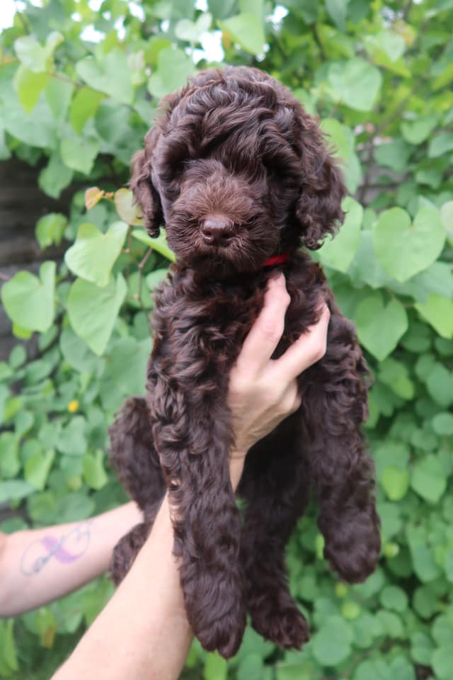 Standard Labradoodle Puppies