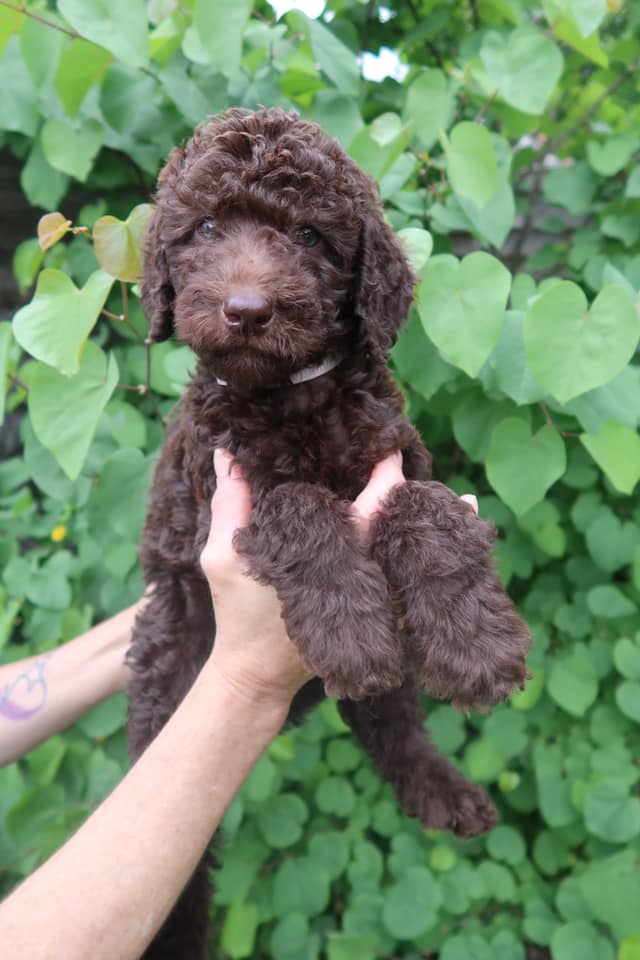 Standard Labradoodle Puppies