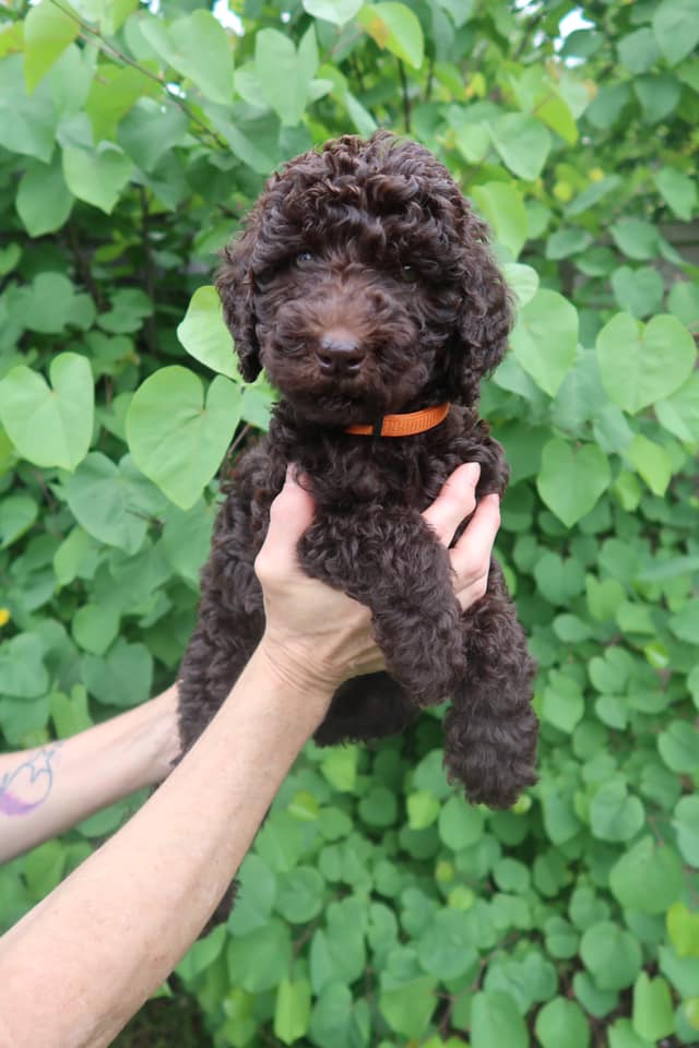 Standard Labradoodle Puppies