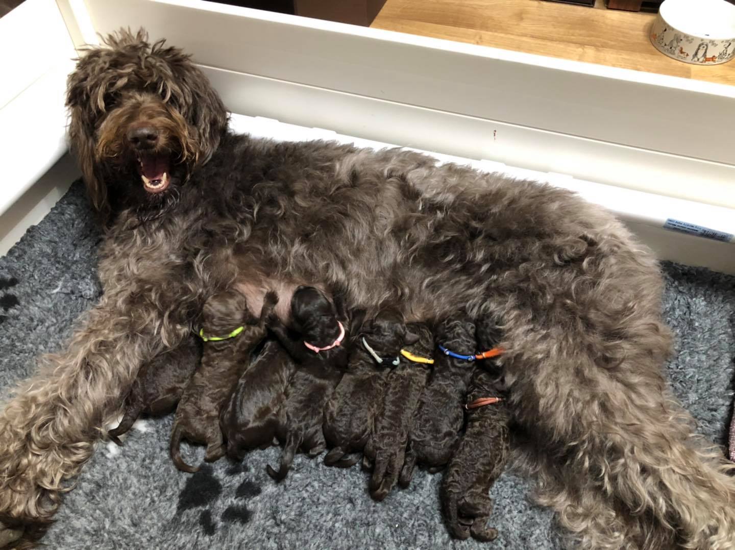 Standard Labradoodle Puppies