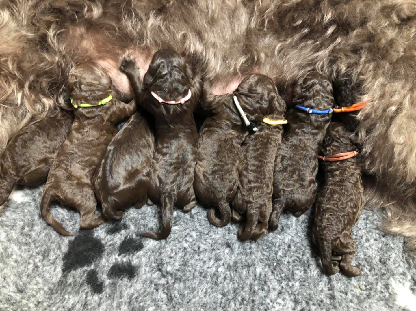 Standard Labradoodle Puppies