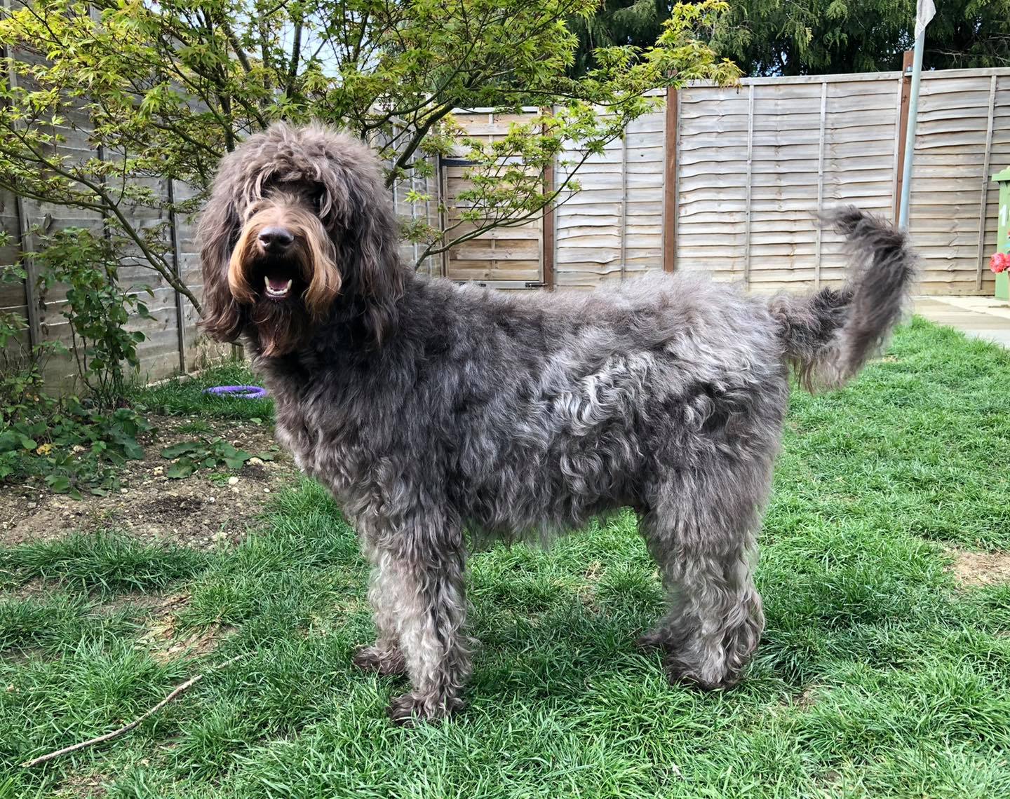 Standard Labradoodle Puppies