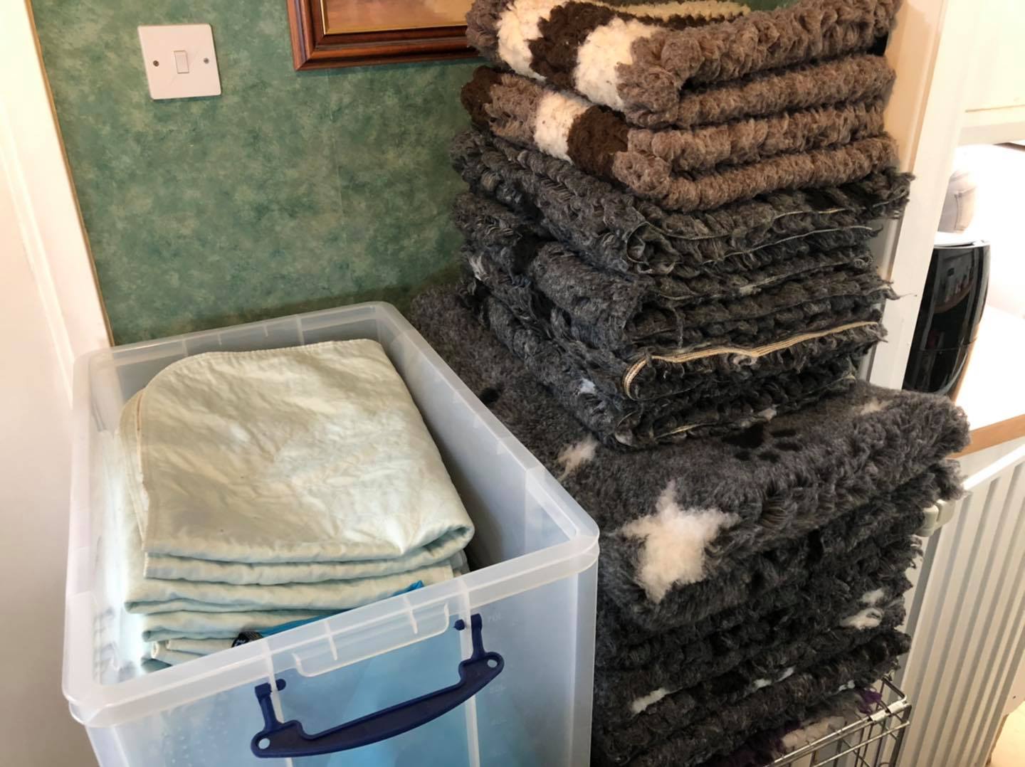 Standard Labradoodle Puppies