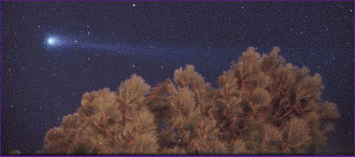 Comet Hyakutake and a Tree