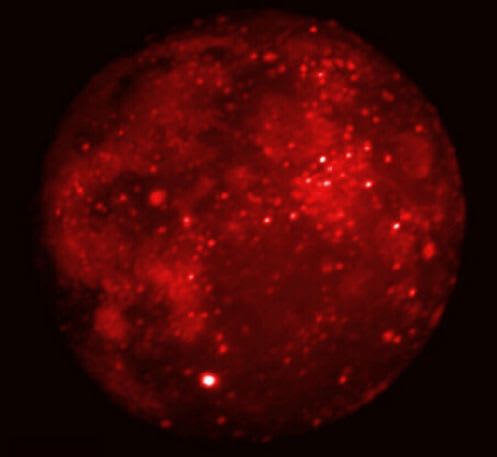Eclipsed Moon in Infrared