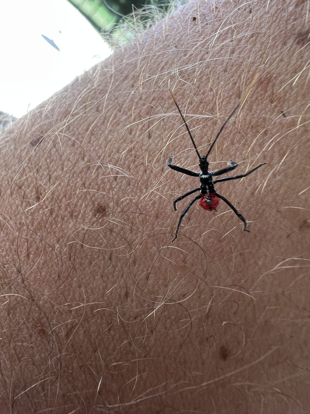 A small black insect with a red tail perched on human skin.