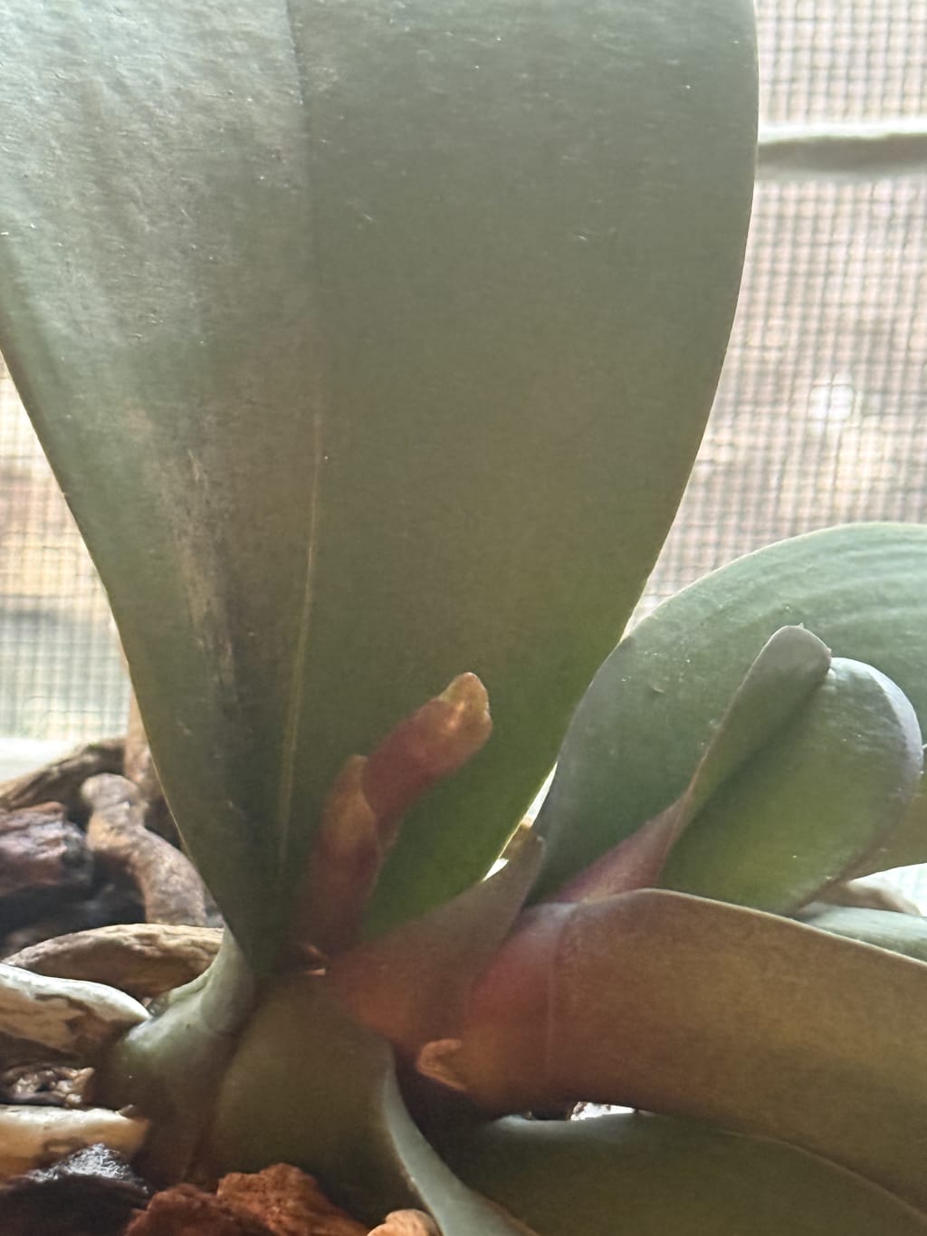 Close-up of orchid shoot emerging between thick green leaves and brown roots.