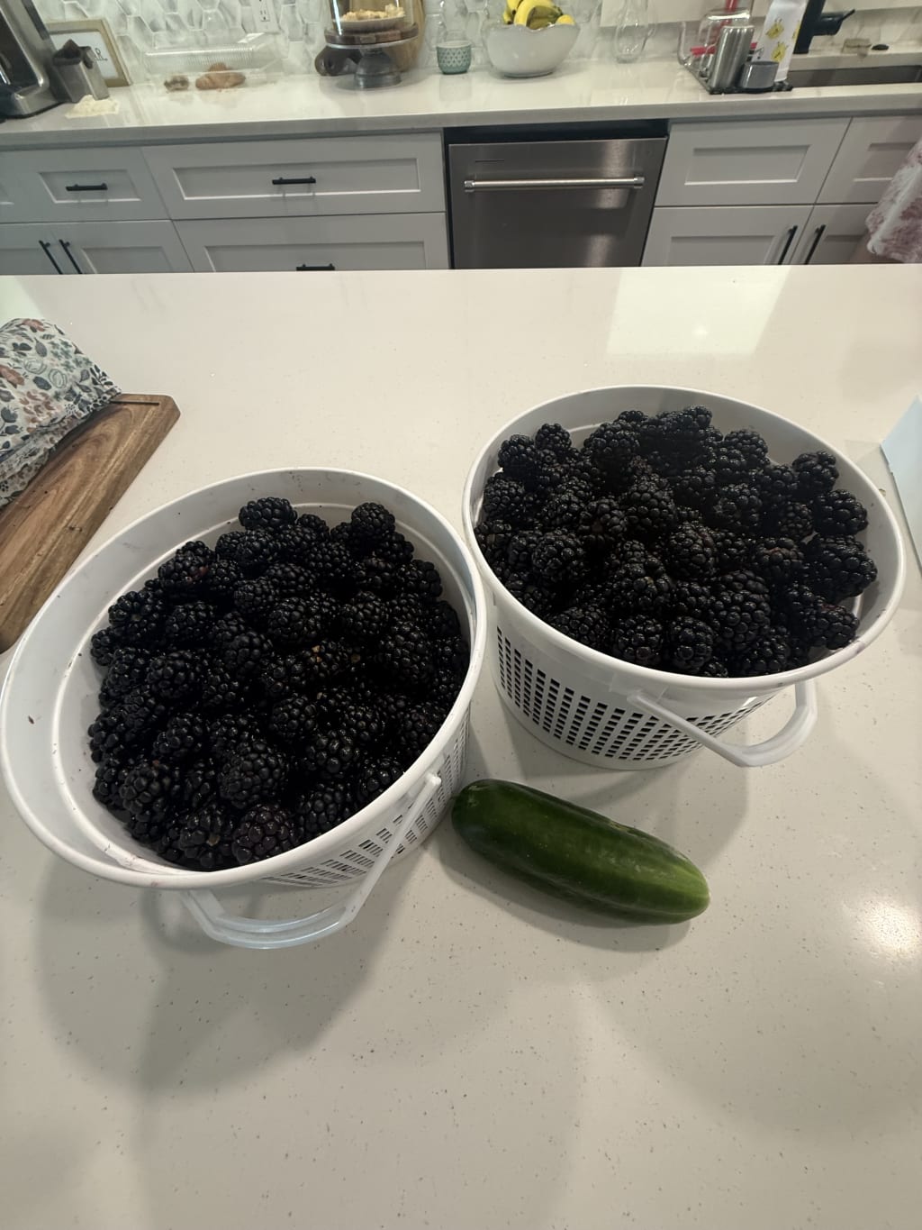 Lots and lots of blackberries are turning, now faster than we cna pick them.  This morning - I did my best to pick some.  Ended up with two small buckets of the and I feel like I barely made a dent.

Cucumber for size and that's not a small cucumber.
