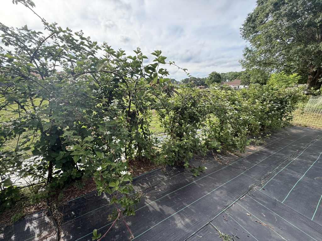 It is good to see that the hard work of pruning and managing the blackberries is, so far, paying off. Lots of flowers and some early fruit. The bees are all over it.