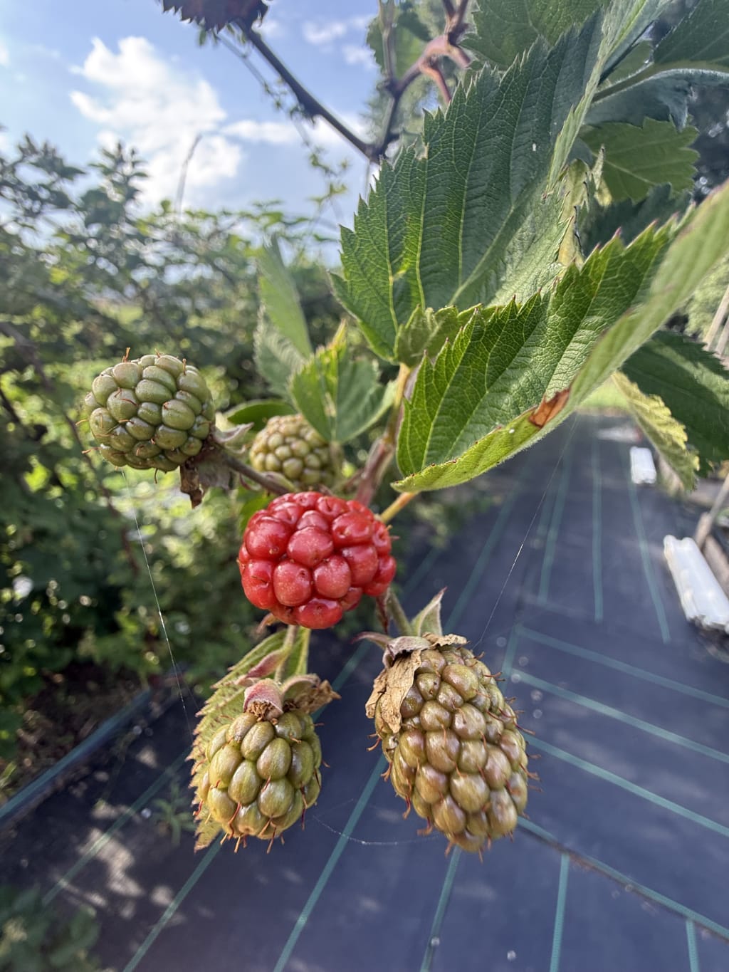 Lots of fruit is setting this year. It shouldn’t be much longer before the first ones ripen.