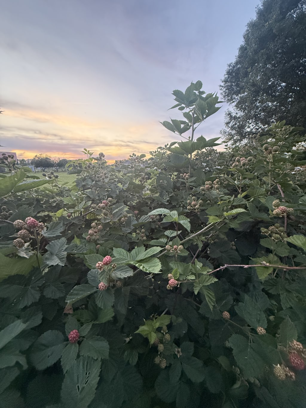 Blackberry bushes with unripe berries at sunset in a garden or field.