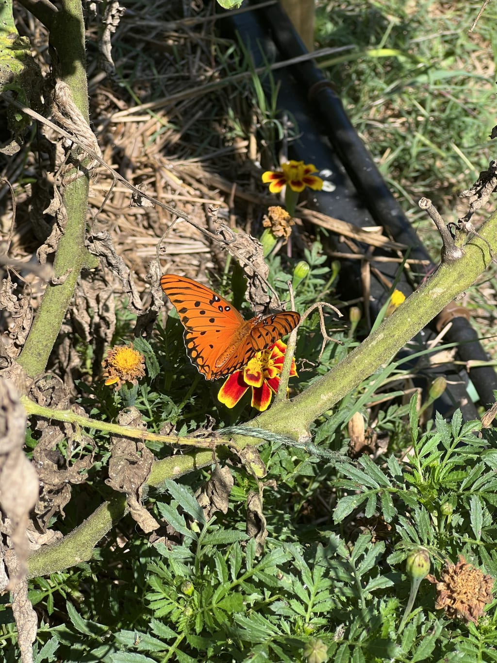 A vibrant orange butterfly with black spots rests on a red and yellow flower.