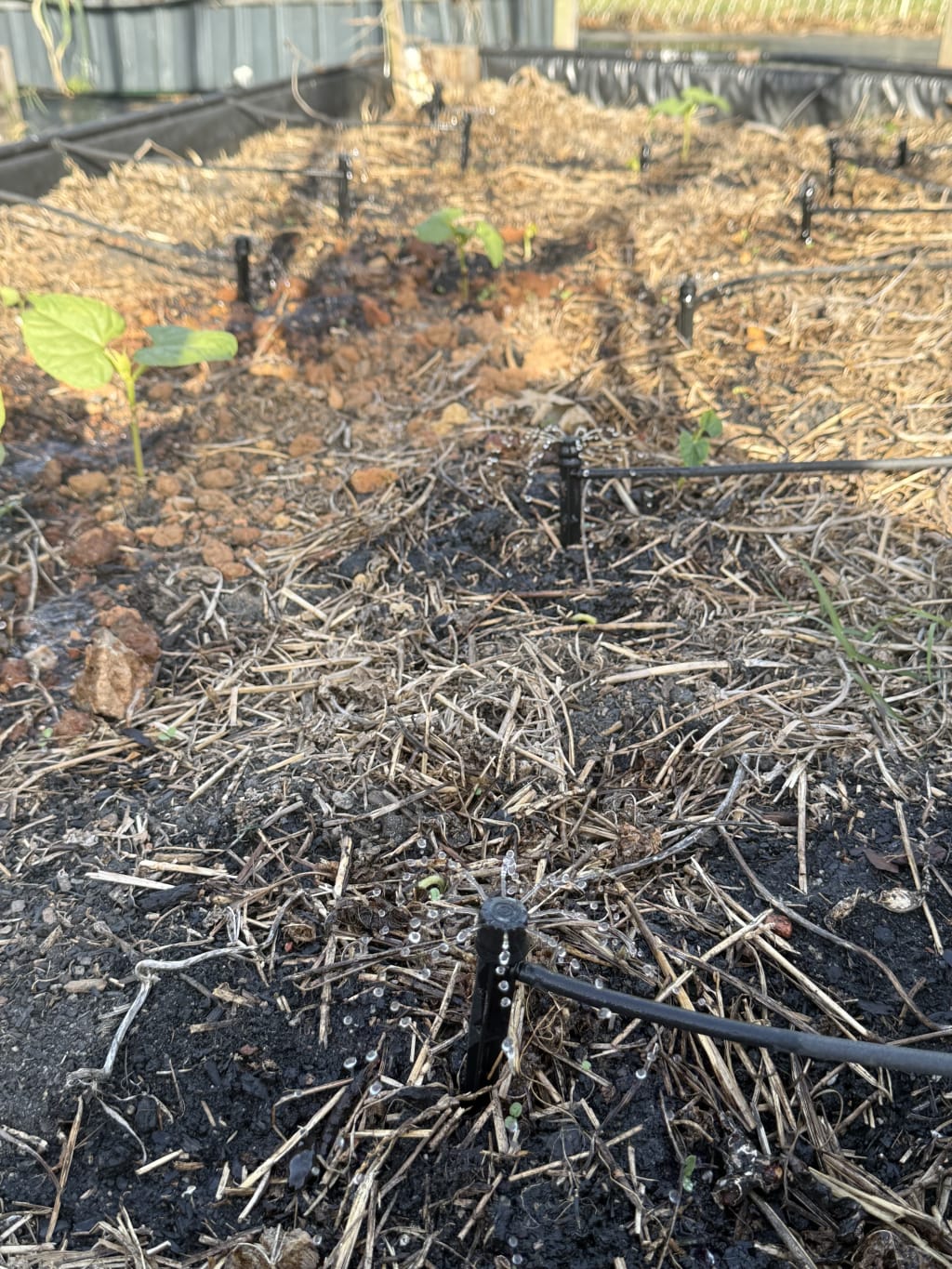 Installing this drip and heater bubblers has been one of the best things I have done for my gardens.