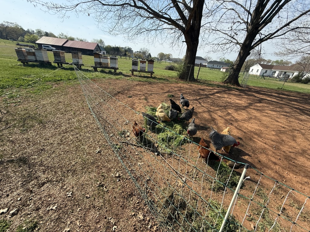 I gave the chicken the green thick weeds and they loved them. 