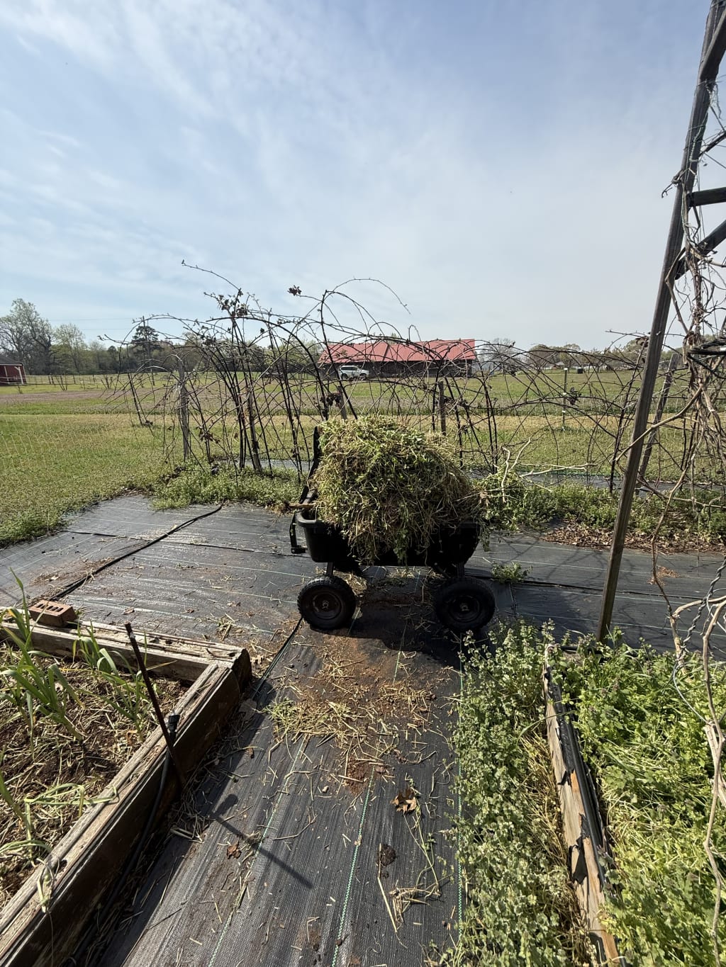 The amount of weeds I pulled out is staggering.  This is just one of 3 carts I took to the burn pile.