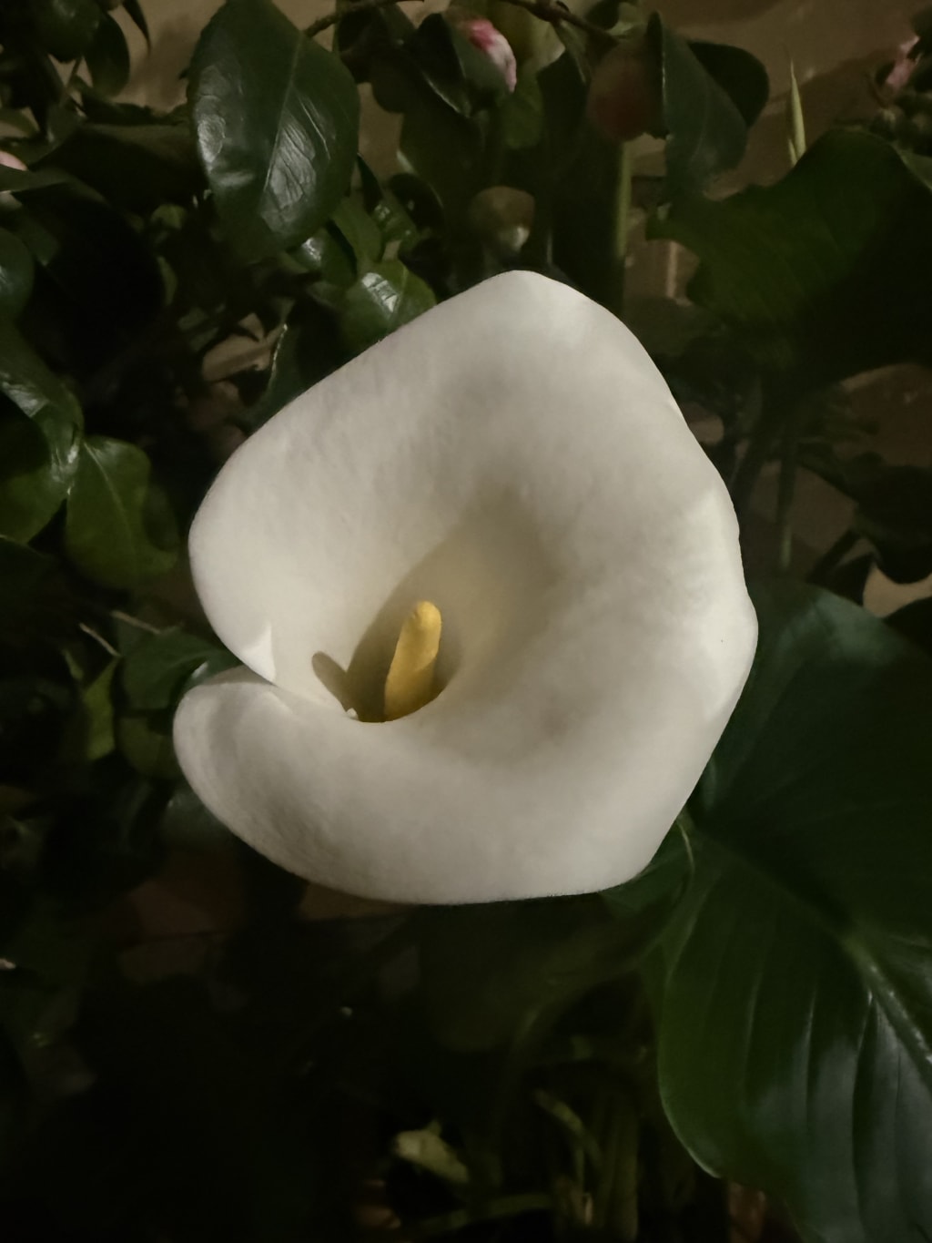 A close-up of a white calla lily flower with yellow spadix surrounded by green leaves. First I thought it was fake. It isn’t.