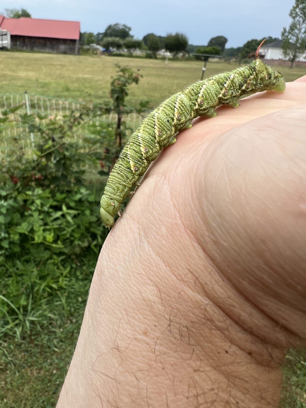 A green caterpillar with distinctive eye-like markings crawls on a person's hand.