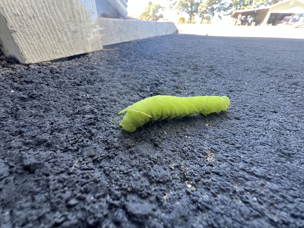 Bright green caterpillar crawling across black asphalt, near a white textured structure, under a sunny sky.
