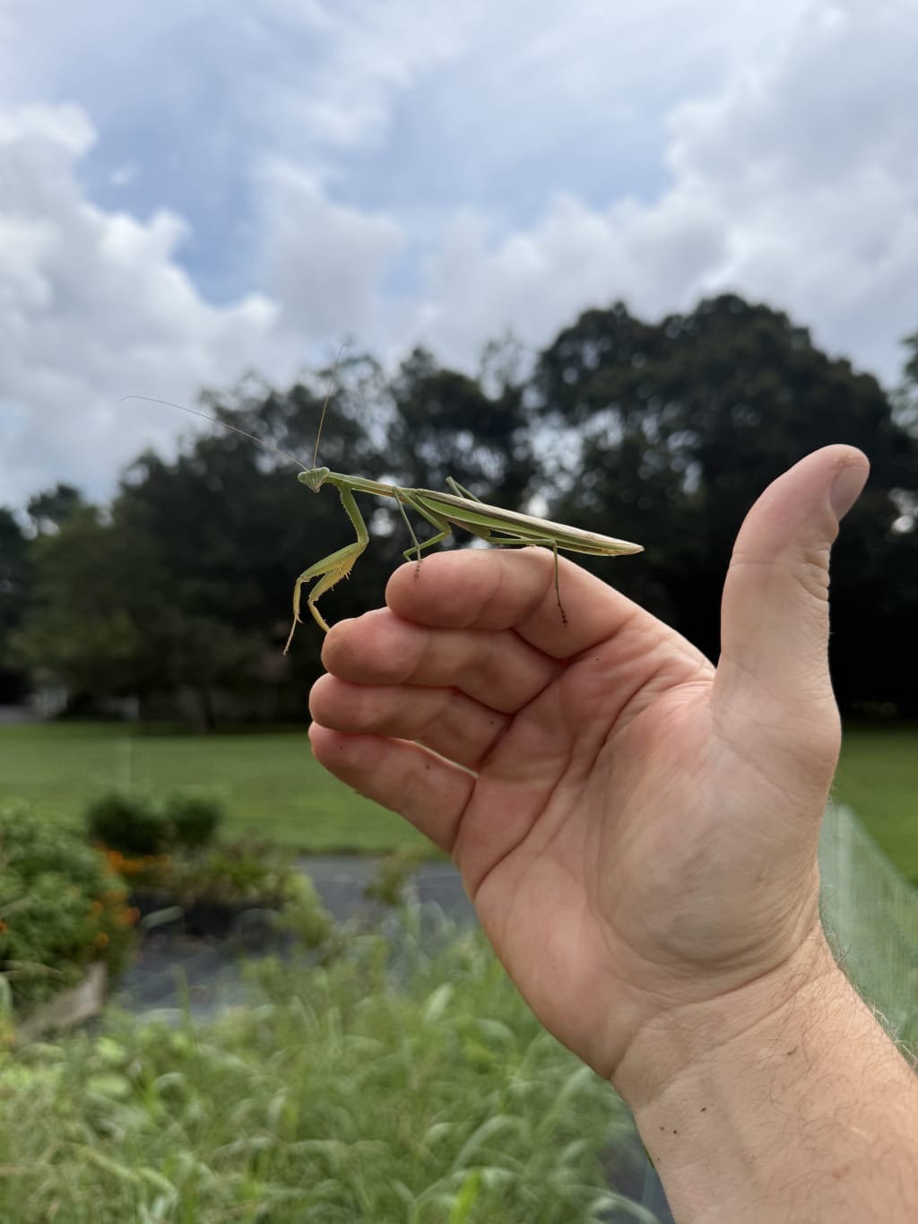I was working in my garden when I heard a flapping noise and then I saw this green praying mantis perched on one of my hives.