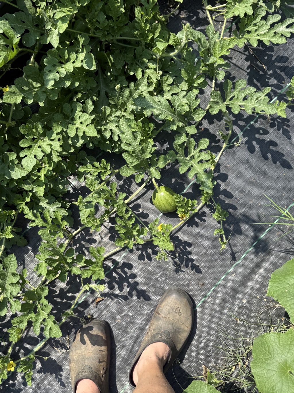 A small green watermelon growing on a vine near a person's feet in gardening shoes.