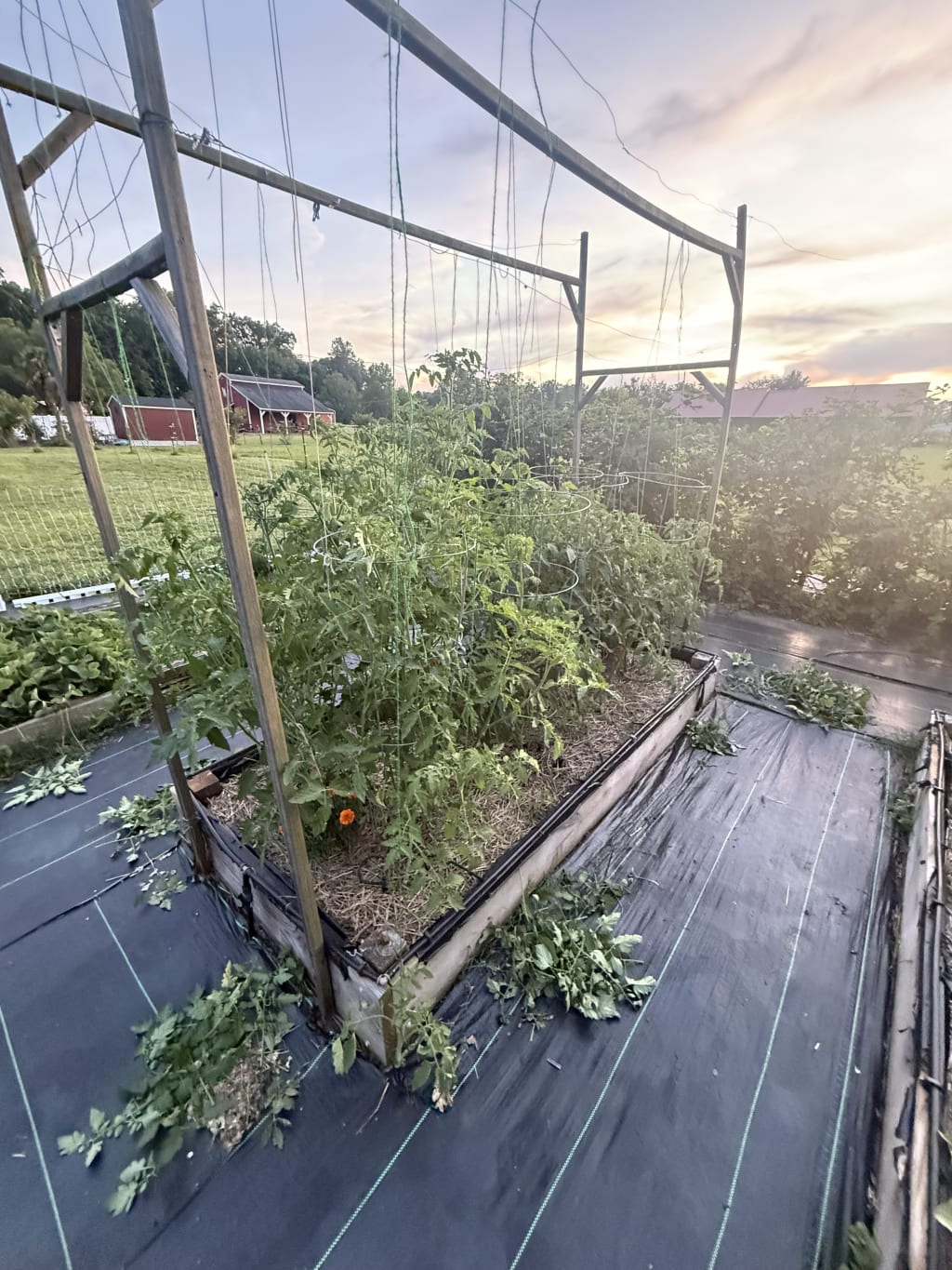 It is especially hard for me to prune.  I always want to save and help a plant.

But it is important and probably the single most important thing to learn to do well, for tomatoes.