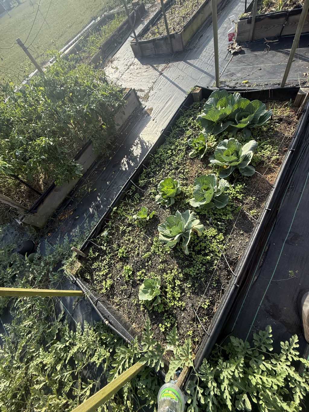 This cabbage was transplanted from starts we bought at the store, seems to be doing pretty good, only one or two of the transplants did not make it. I've also planted some from seed, but I'm waiting for them to get a little bit bigger before I weed all the way around.
