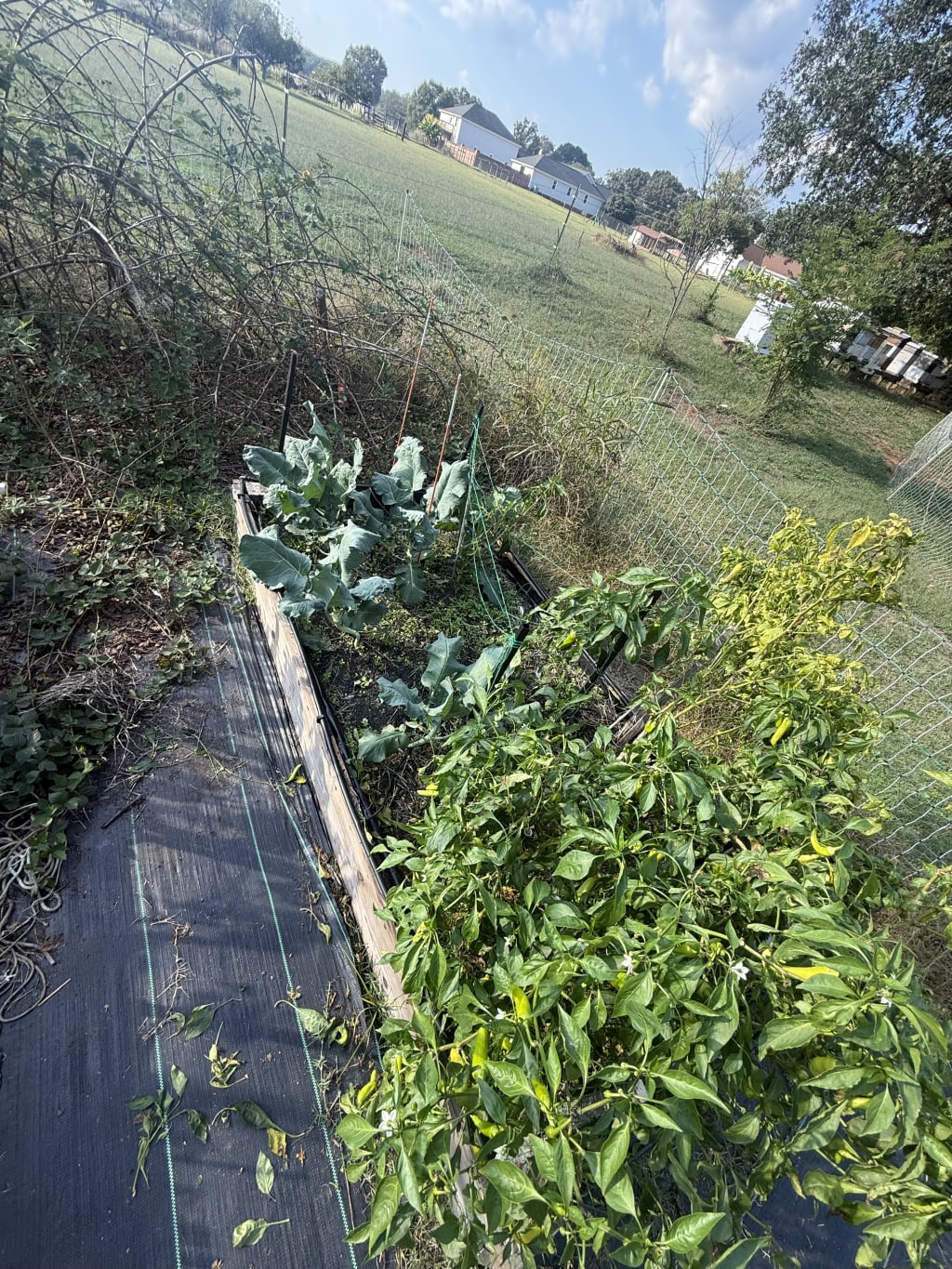 I converted half of the sweet pepper beds to broccoli. I'm hoping it will grow just fine. I'm just not sure if I'm supposed to support it or not. We'll figure it out in time.