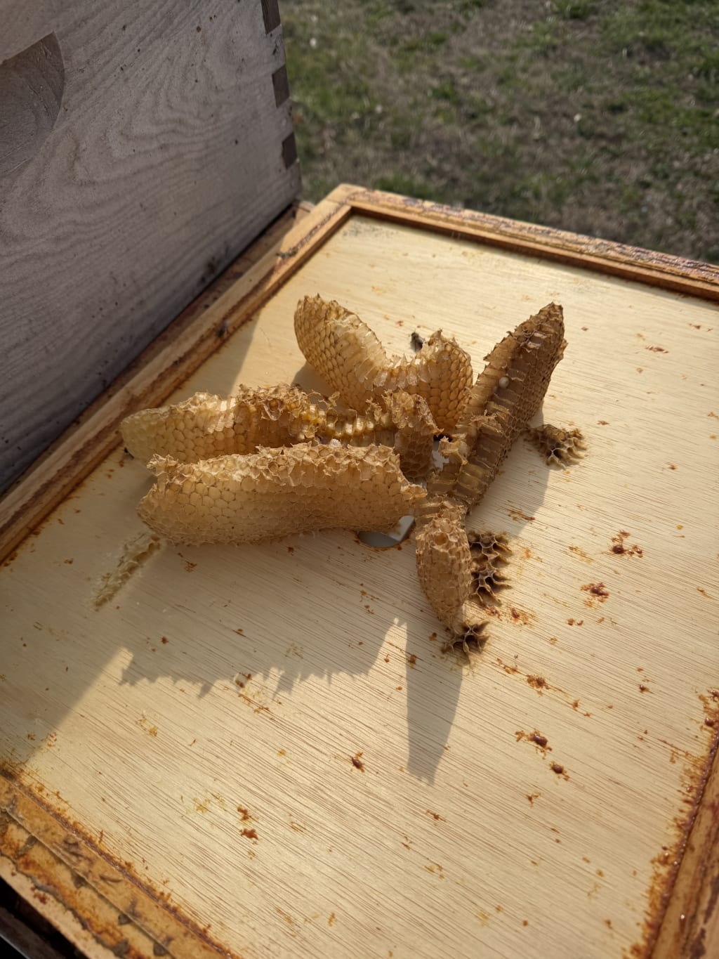 Wild comb on the inner cover.