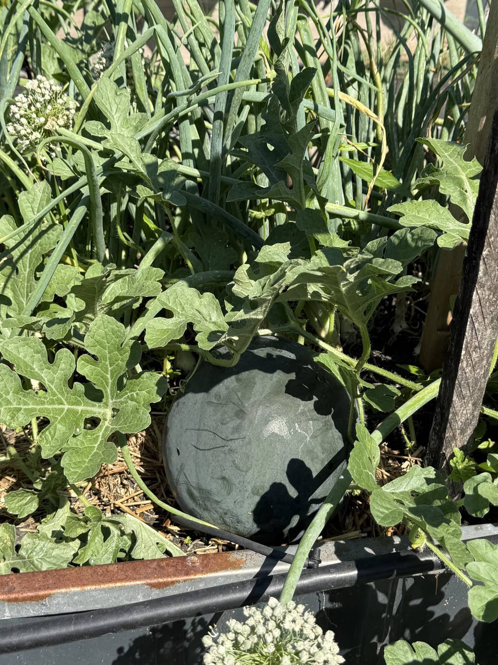 For Sugar Baby watermelons, I look for 3 signs together:

1. The nearest tendril is completely brown and dry.
2. The underside field spot (where it rests on the ground) is creamy yellow, not white.
3. The rind loses its shine and becomes more dull.

This one probably needs about  another week or two.