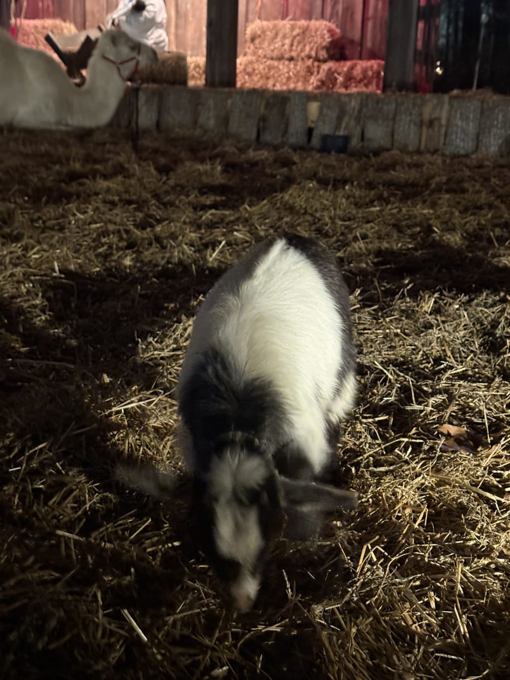 Sofia likes this goat.