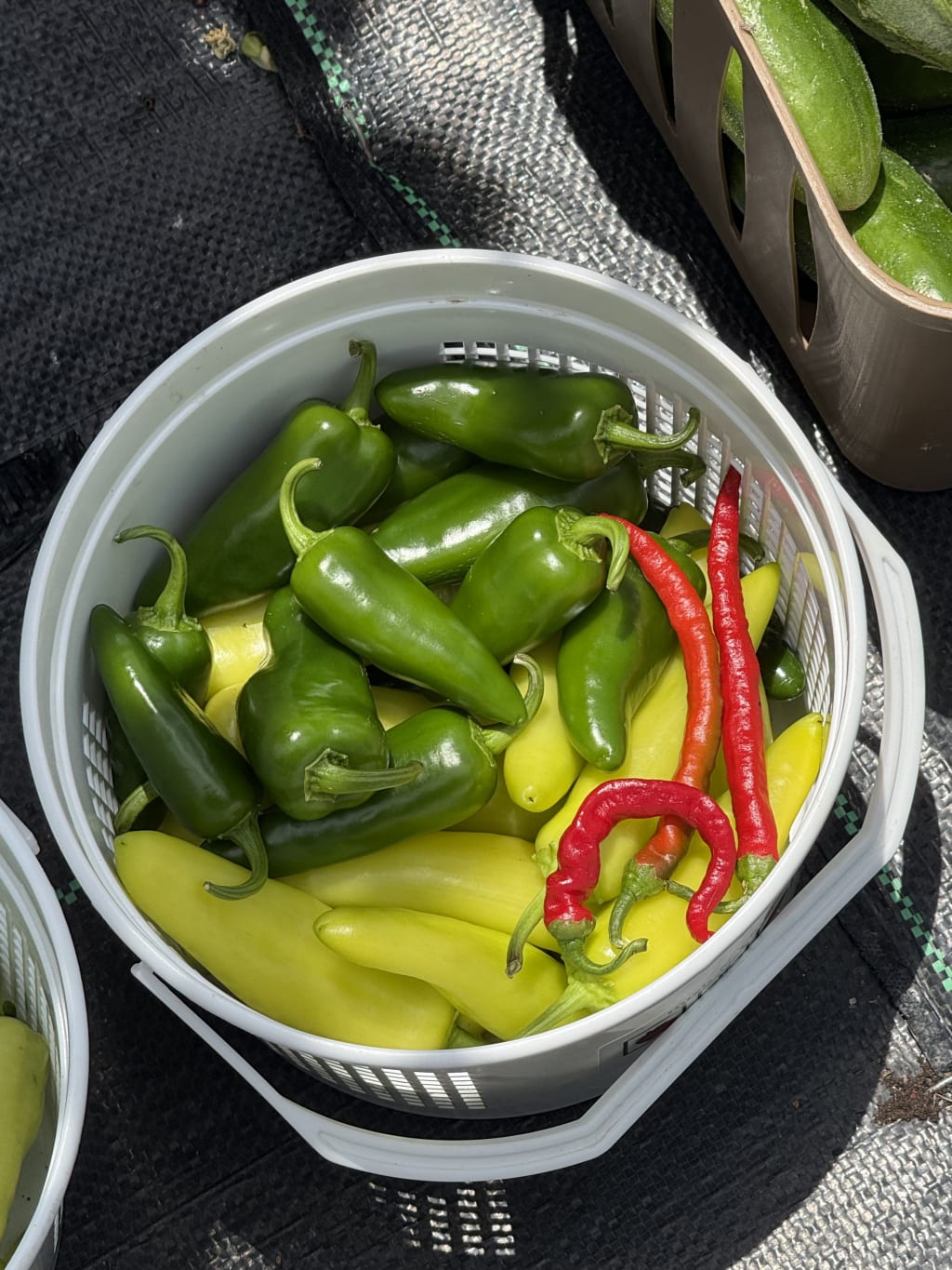 A medley of spicy peppers.