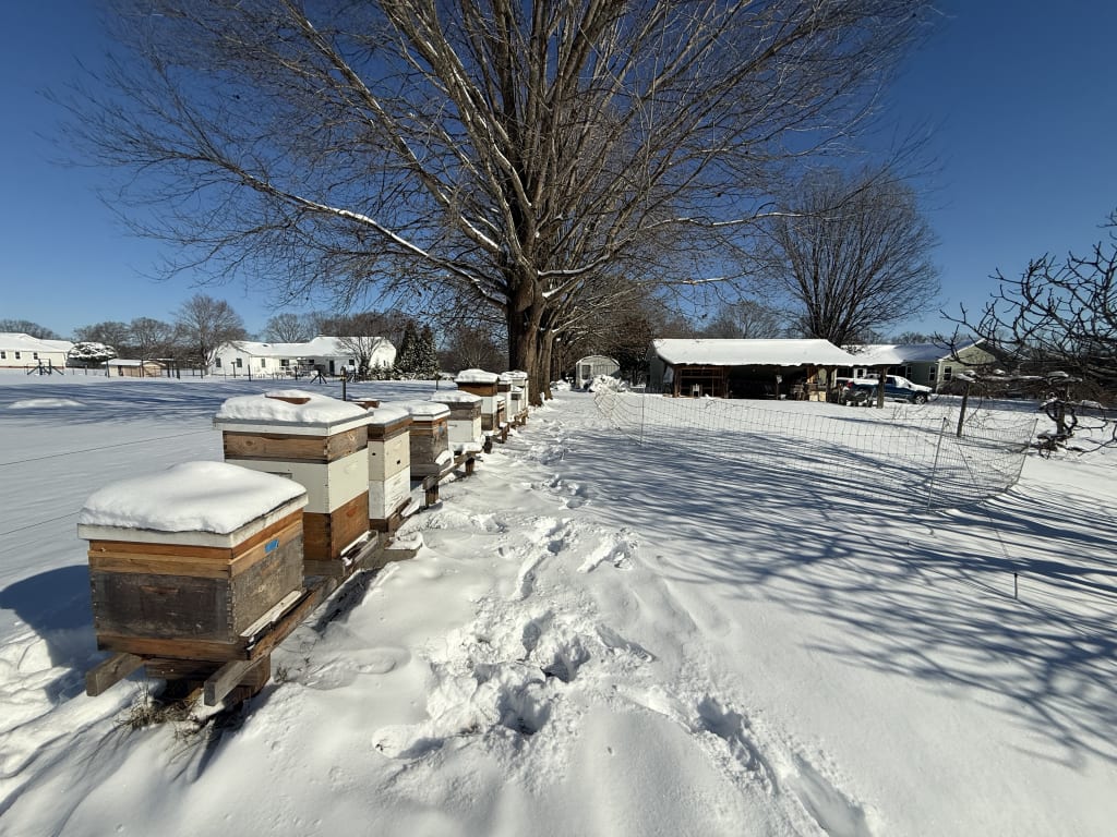 The Gale Apiary is doing OK, so far.  God willing - all 11 will survive.