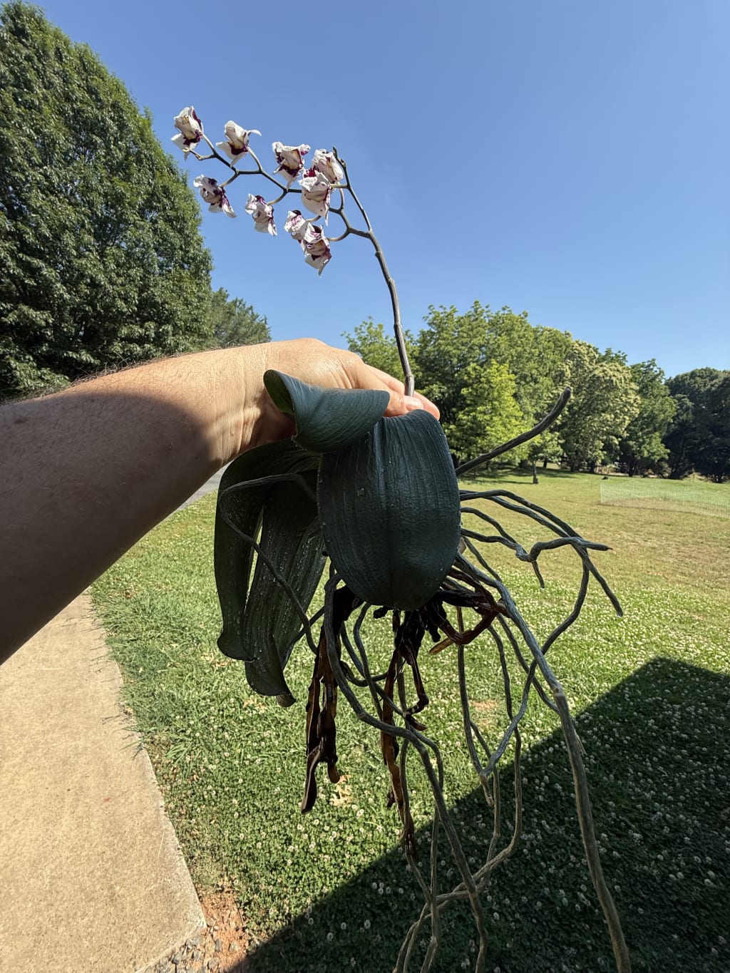 I removed most of the sick roots but kept the aerial roots.  I left the orchid outside of the pot over night, while waiting for an overnight delivery of some new media to repot it in.