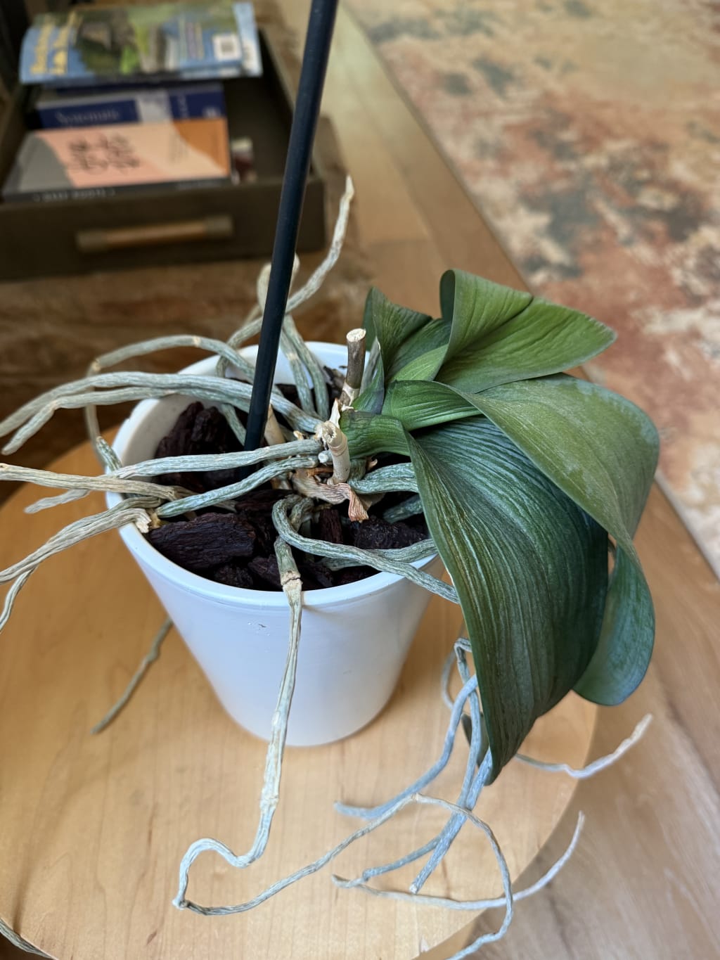 This is where things are today...  Uncertain if the plant is actively recovering or if it is just barely hanging on.  Time will tell.