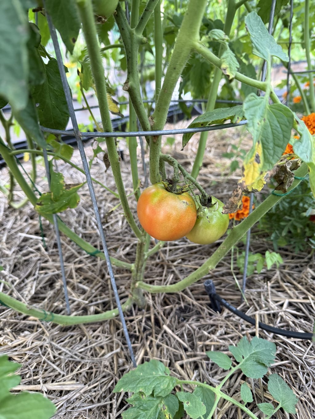 The first tomatoe of the season is starting to turn red.