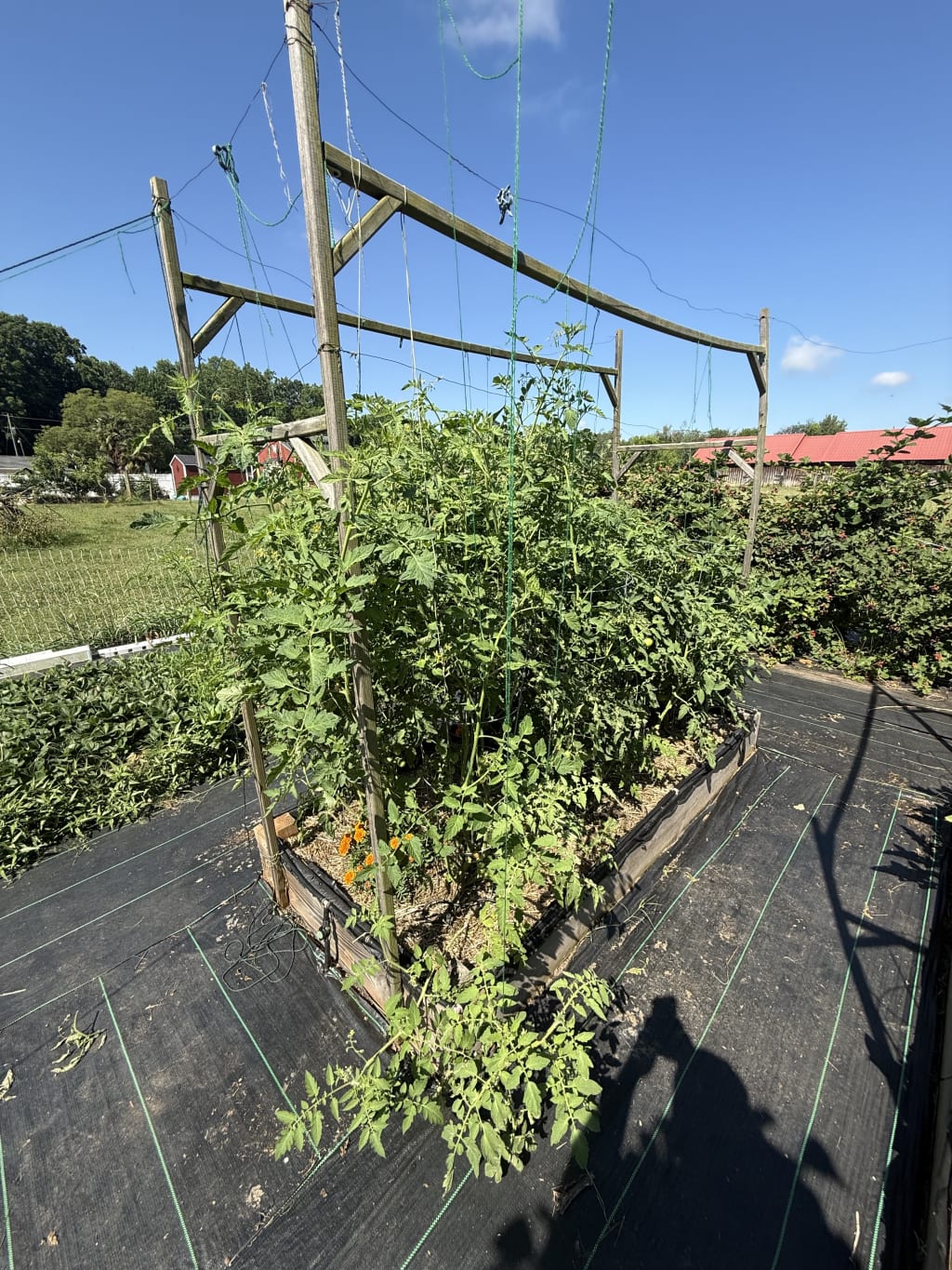 Explosive growth in the last couple of weeks.  Now waiting for the first tomatoes to turn red.