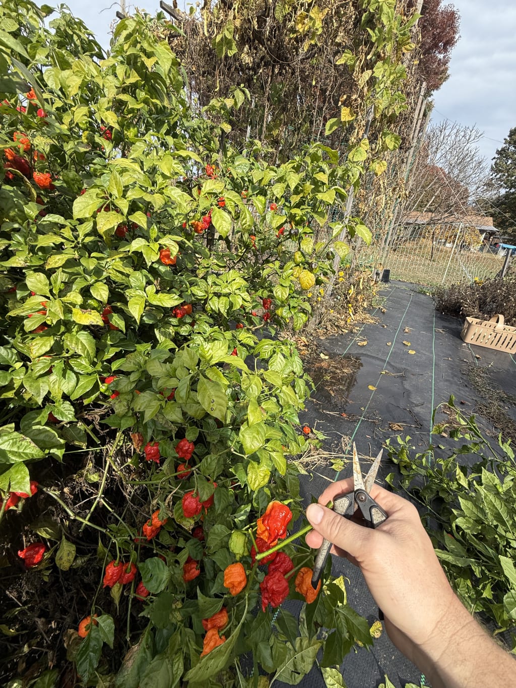 Person pruning ripe red and orange peppers in a garden with scissors.