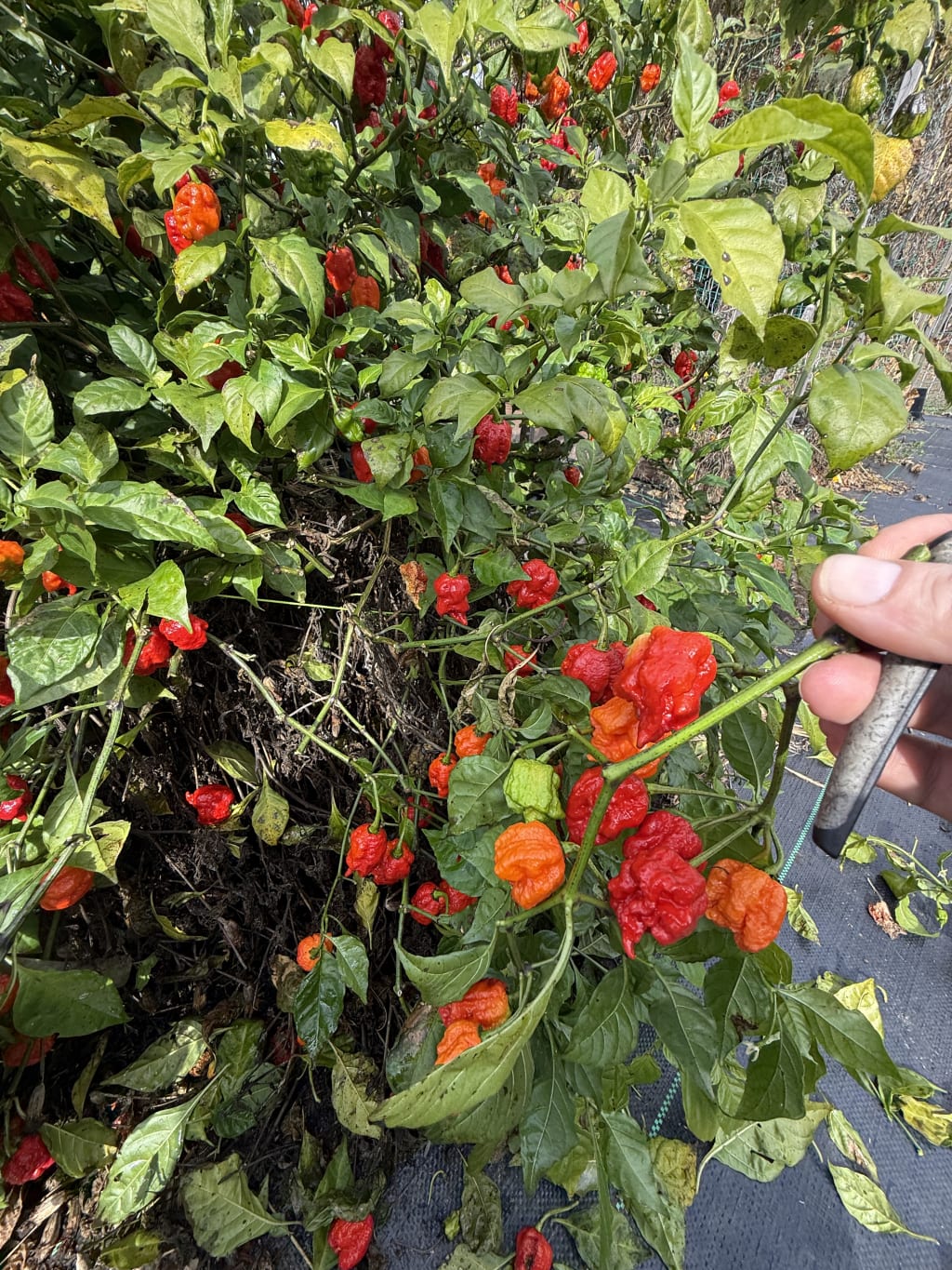 A vibrant pepper plant with red and orange peppers growing in a garden setting.