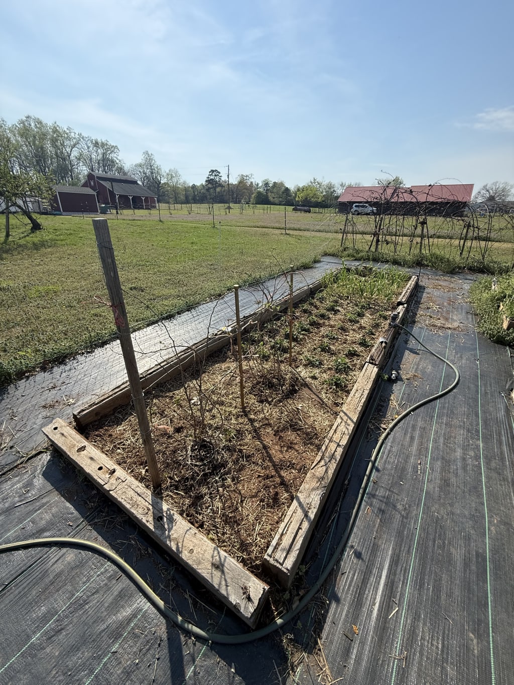I also managed to build a quick support for the raspberries. I need to eventually cut and remove all the dead branches from last year, but I will that a bit later after I can tell for sure what is dead and what is alive.