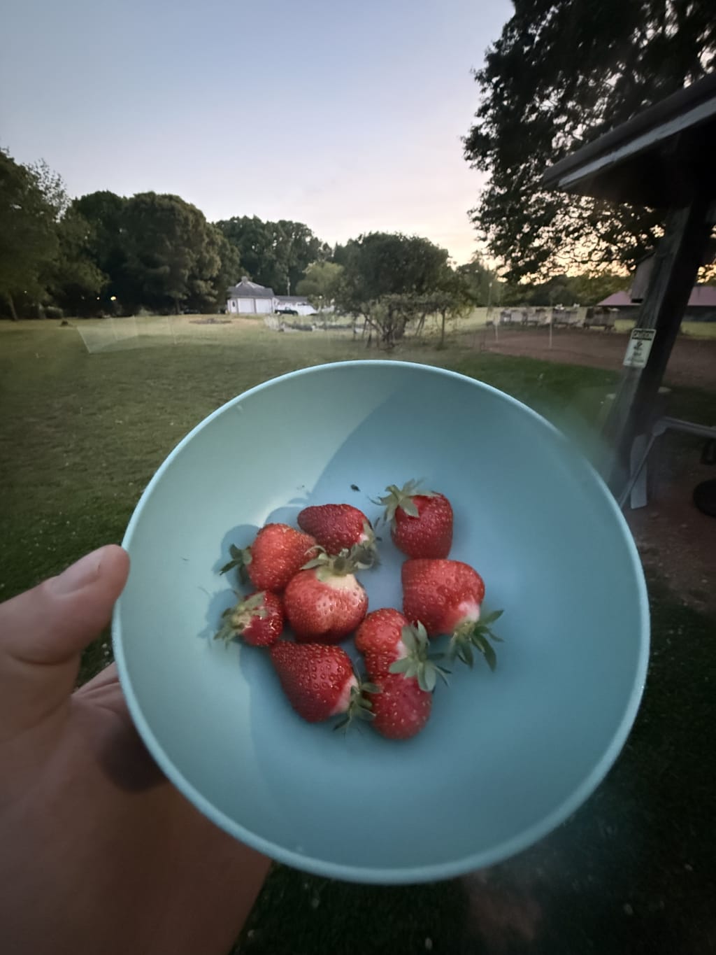 These are the very first strawberries that ripened. They were delicious!