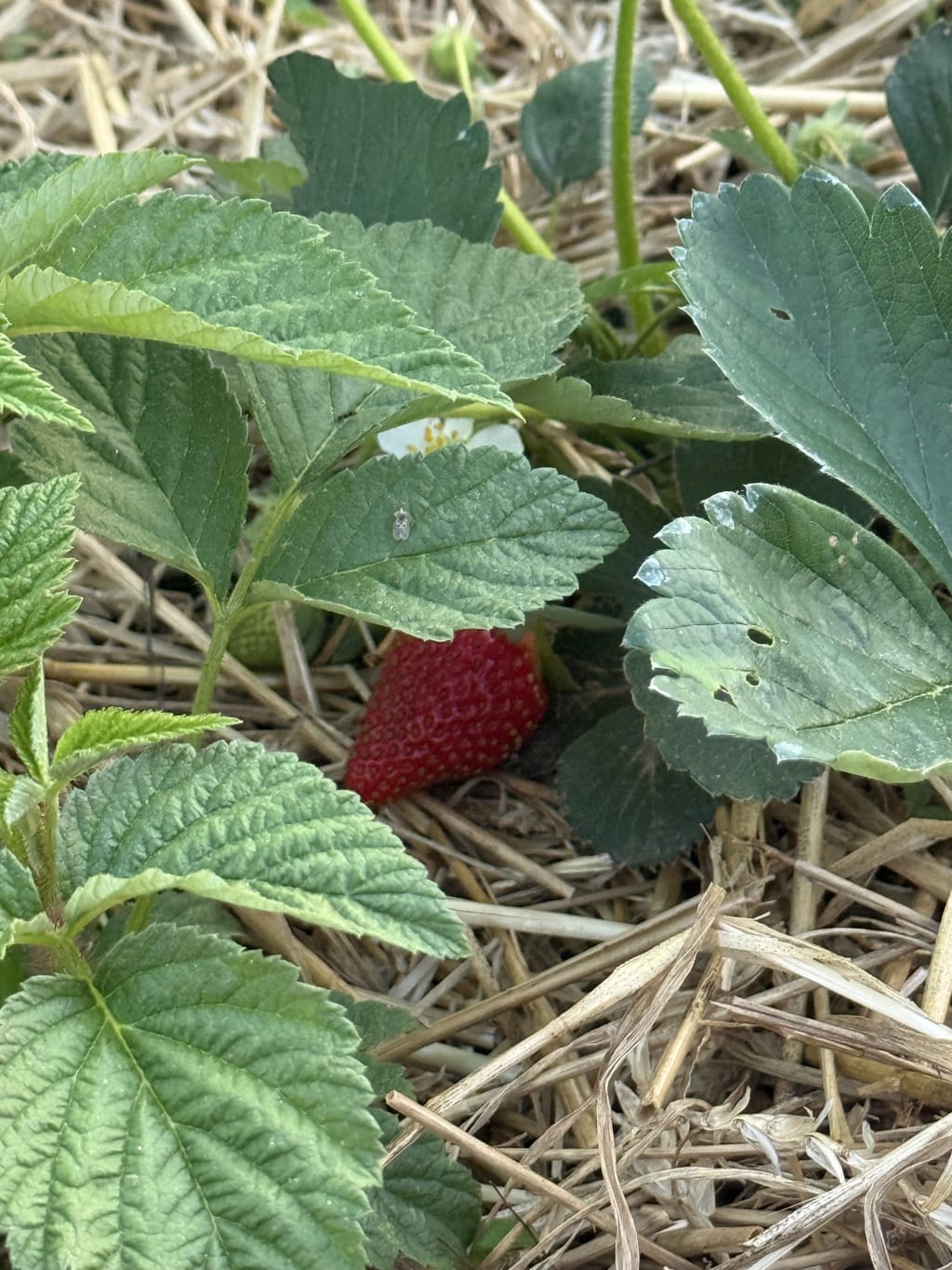 As I was weeding and watering the strawberries - I noticed that a few were already ready for picking…