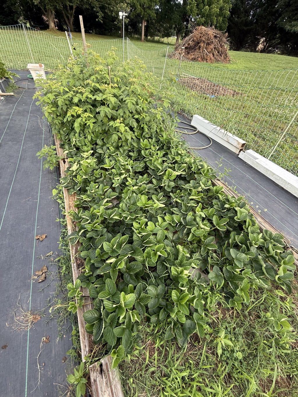 The plants are thick and vigorous but the fruiting is mostly done.