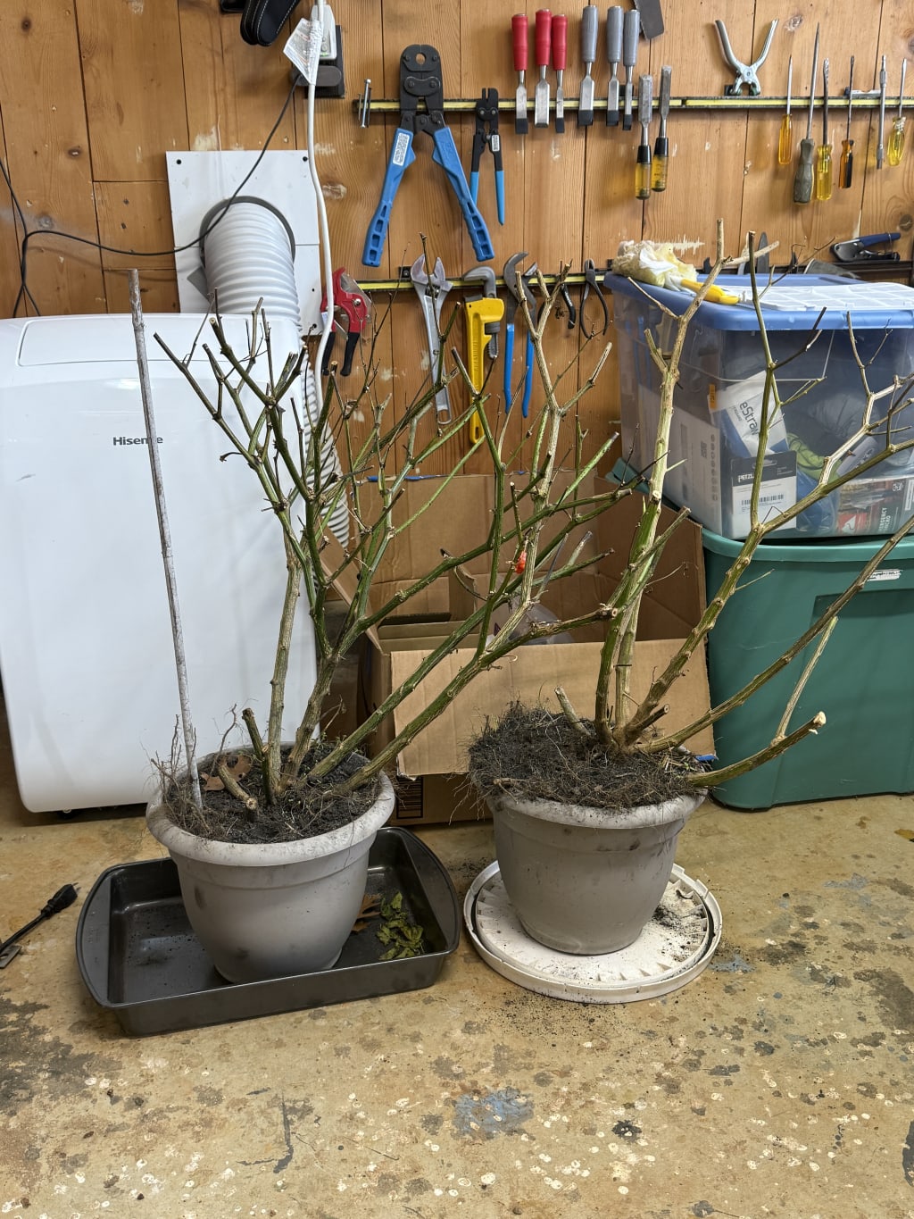 This year I tried something new.  I learned that peppers are perennial, if they don’t freeze.  So, I dug up two of my plants last fall, trimmed them back significantly and kept them potted in my garage and when I got really cold, in my workshop.  I look forward to see if they are going to indeed come back to life in the spring when I move them back in my raised beds.