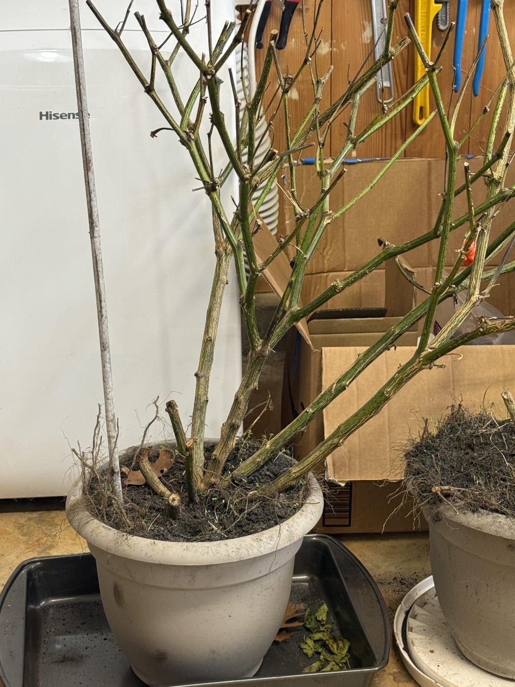 Notice how the plants lean heavily to one side.  That’s because when I had them in the raised beds they were maybe a bit too close to each other and were fighting for sun.  This year I promise I’m going to plan less plants and have them spaced apart even better.